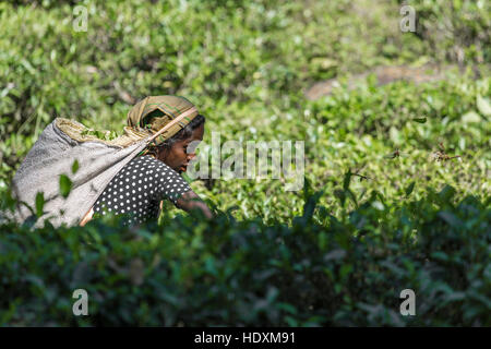 NUWARA ELIYA, SRI LANKA - 02 dicembre: Femmina raccoglitrice di tè in piantagione di tè in Nuwara Eliya, Dicembre 02, 2016. Direttamente e indirettamente su uno milli Foto Stock