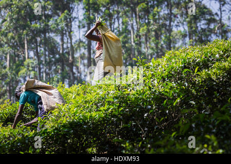 NUWARA ELIYA, SRI LANKA - 02 dicembre: Femmina raccoglitrice di tè in piantagione di tè in Nuwara Eliya, Dicembre 02, 2016. Direttamente e indirettamente su uno milli Foto Stock