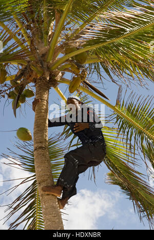 Arrampicata nativo di una palma da cocco (Cocos nucifera) e la raccolta di una noce di cocco, Punta Cana, Repubblica Dominicana, America Centrale Foto Stock