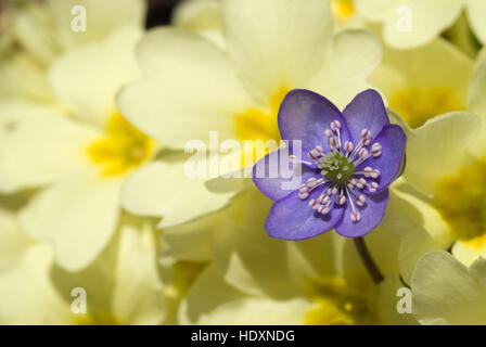 Kidneywort, Liverwort o Hepatica comune (Hepatica nobilis) crescente tra Primrose, Primula comune o in inglese Primrose Foto Stock