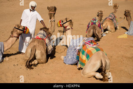 Camel herder con cammelli avvolti nelle coperte Foto Stock