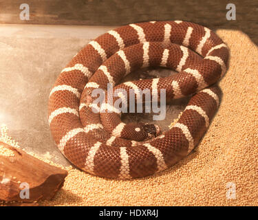 Avvolte California King Snake Foto Stock