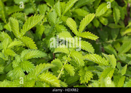 Kleiner Odermennig, Blatt, Blätter vor der Blüte, Agrimonia eupatoria, Agrimonia, Cocklebur Foto Stock