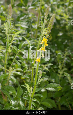 Kleiner Odermennig, Agrimonia eupatoria, Agrimonia, Cocklebur Foto Stock