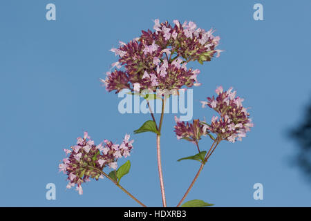 Origano, Wilder possiedi, Echter su possiedi, Gemeiner possiedi, Origanum vulgare, origano, origano Foto Stock