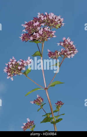 Origano, Wilder possiedi, Echter su possiedi, Gemeiner possiedi, Origanum vulgare, origano, origano Foto Stock