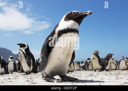 Pinguino africano ( Spheniscus demersus ) Betty's Bay, Western Cape, Sud Africa Foto Stock