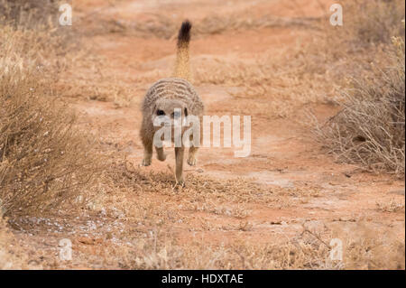 Wild Meerkat adulti ( Suricata suricatta ) è in esecuzione, il Karoo, Sud Africa Foto Stock