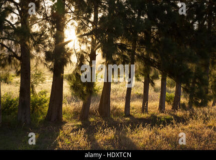 Luce del sole di mattina che brilla attraverso gli alberi di pino, Sud Africa Foto Stock