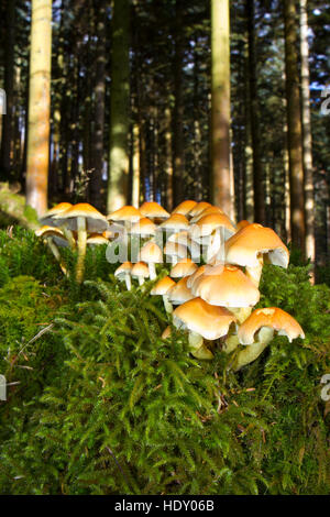 Ciuffo di zolfo fungo (Hypholoma fasciculare) corpi fruttiferi su un ceppo di albero nel bosco di conifere. Ceredigion, Galles. Novembre. Foto Stock