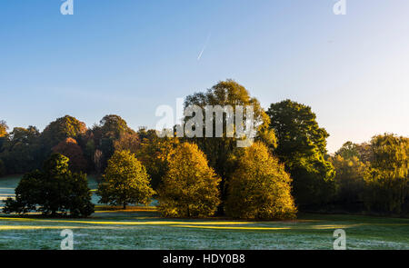 La mattina presto sun catturata su alberi su un gelido Hampstead Heath, London, Regno Unito Foto Stock