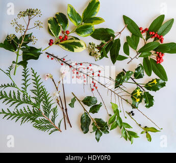 Una raccolta di bacche invernali, foglie e fiori: Ivy, agrifoglio, pallon di maggio, Cotoneaster, gelsomino, casella di Natale, Garrya e cedro Foto Stock