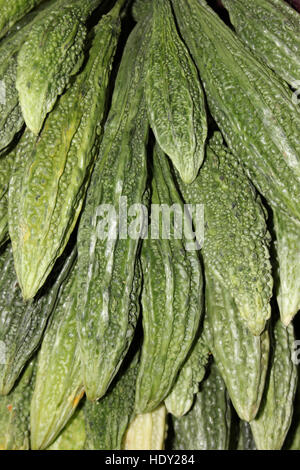 Gourd amaro a.k.a. Il Melone amaro, amaro Squash, Karela (Momordica charantia) Foto Stock