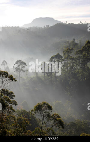 Di prima mattina nebbia nella valle al di fuori Nallathanniya, Sri Lanka Foto Stock