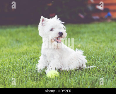 Sorridente West Highland White Terrier seduto sul prato verde con toy Foto Stock