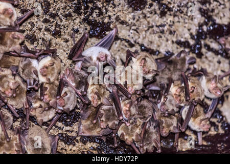 Gruppi di sleeping pipistrelli in grotta Foto Stock