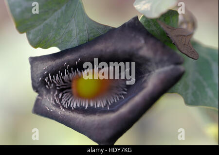 Aristolochia chilensis fioritura Foto Stock