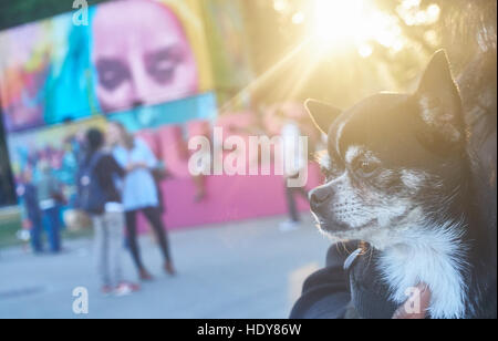 Un primo piano di un grazioso chihuahua cane beeing portati in un contesto urbano con graffiti e con il sole che tramonta sullo sfondo. Foto Stock