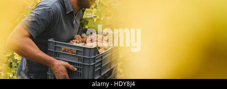 Vendemmia manuale in colline italiane con copia spazio sulla destra. Foto Stock