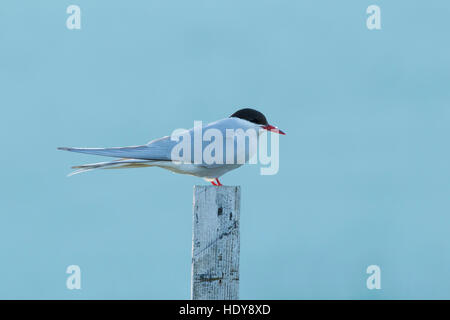 Arctic Tern (sterna paradisaea) adulto, sorgeva sul palo da recinzione, Flatey Isola, Breiðafjörður, Islanda, Luglio Foto Stock