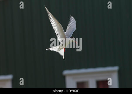 Arctic Tern (sterna Paradisaea) adulto, in volo da fuori l'hotel Flatey Isola, Breiðafjörður, Islanda, Luglio Foto Stock