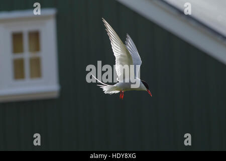 Arctic Tern (sterna Paradisaea) adulto, in volo da fuori l'hotel Flatey Isola, Breiðafjörður, Islanda, Luglio Foto Stock