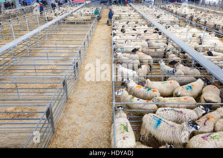 Mercato di ovini, melton mowbray, leicestershire, England, Regno Unito Foto Stock