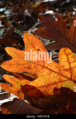 Caduto bianco foglie di quercia [Quercus alba].Pennsylvania,USA Foto Stock