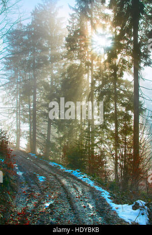 Svuotare la strada forestale nei Carpazi al mattino Foto Stock