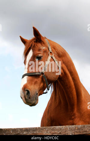 Colpo alla testa di un anglo-arabian delle corse ippiche contro il cielo blu Foto Stock