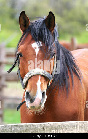 Ritratto di close-up di un bellissimo anglo-stallone arabo Foto Stock