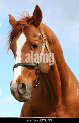 Colpo alla testa di un anglo-arabian delle corse ippiche contro il cielo blu Foto Stock