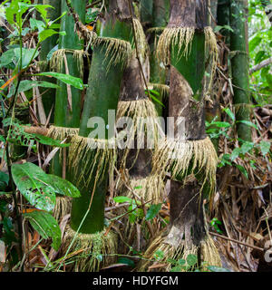 Bambù in Tiwai rain forest, Sierra Leone Foto Stock