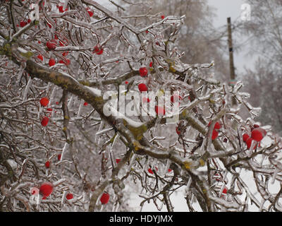 Albero con bacche rosse ricoperta di ghiaccioli. Foto Stock