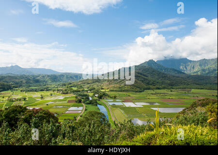 I campi di taro in Hanalei National Wildlife Refuge, Valle di Hanalei, Kauai, Hawaii. Foto Stock