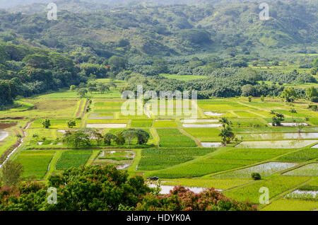 I campi di taro in Hanalei National Wildlife Refuge, Valle di Hanalei, Kauai, Hawaii. Foto Stock