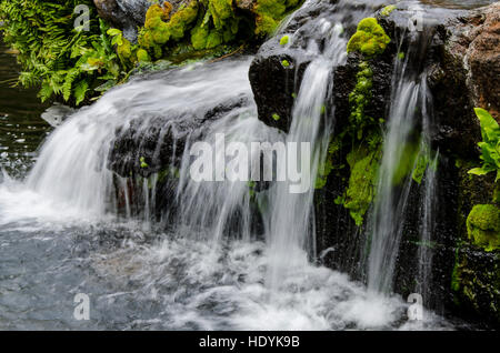 Piccolo ruscello cascading su roccia nelle montagne del Kilauea, Kauai, Hawaii. Foto Stock