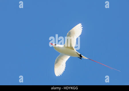 Red-tailed Tropicbird (Phaethon rubricauda) Kilauea Point National Wildlife Refuge, Kauai, Hawaii. Foto Stock