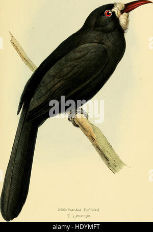 Una selezione di uccelli del Brasile e del Messico - disegni (1841) Foto Stock