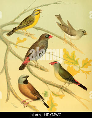 Questo libro illustrato del 1878 fornisce informazioni complete sui canari e altri uccelli in gabbia, descrivendo in dettaglio le loro caratteristiche, la cura e l'allevamento. Foto Stock