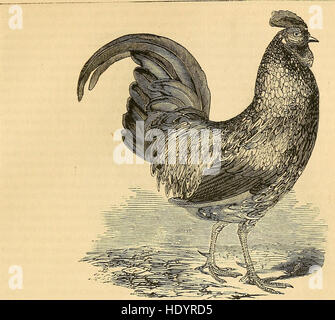 La American poulterer's Companion. Un pratico trattato sulla riproduzione, allevamento e gestione generale delle varie specie di pollame domestico (1856) Foto Stock