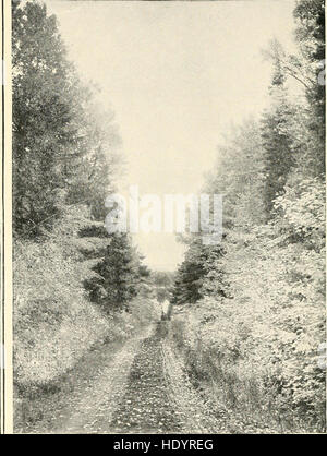 In pino giungle - un manuale per gli sportivi e per i campeggiatori nel grande Maine Woods (1902) Foto Stock