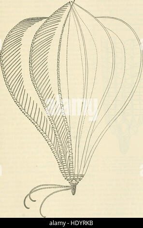 Il *Bulletin* del 1915 del Museo Nazionale degli Stati Uniti presenta ricerche e scoperte di varie discipline scientifiche, tra cui zoologia, antropologia e geologia, con un'enfasi sulla storia naturale americana. Foto Stock