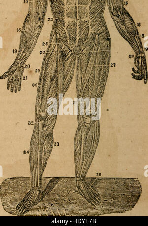 Un trattato di anatomia, fisiologia e igiene - progettato per college, accademie e famiglie (1850) Foto Stock