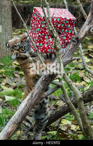 Londra, Regno Unito. Il 15 dicembre, 2016. Sei mesi di Sumatra cuccioli di tigre Achille e Karis rip aprire i regali di Natale allo Zoo di Londra © Guy Corbishley/Alamy Live News Foto Stock