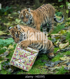 Londra, Regno Unito. Il 15 dicembre, 2016. Sei mesi di Sumatra cuccioli di tigre Achille e Karis rip aprire i regali di Natale allo Zoo di Londra © Guy Corbishley/Alamy Live News Foto Stock