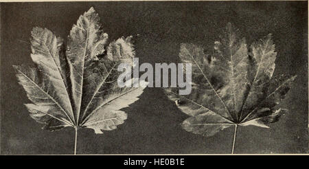 Il libro genealogico - una famosa guida per una conoscenza degli alberi del Nord America e ai loro usi e di coltivazione (1920) Foto Stock