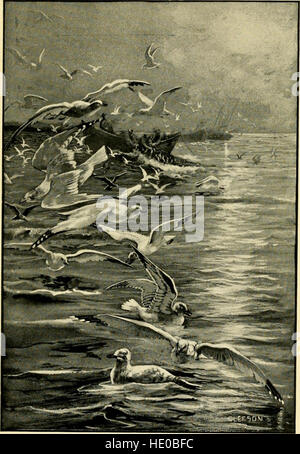 Gray Lady e gli uccelli; storie di bird anno per la casa e la scuola (1907) Foto Stock