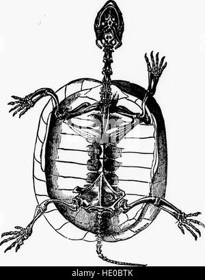 Manuale di zoologia con esempi di specie canadesi, recenti e fossili (microformati) (1886) Foto Stock