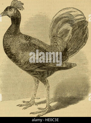 La American poulterer's Companion. Un pratico trattato sulla riproduzione, allevamento, e la gestione generale delle varie specie di pollame domestico (1867) Foto Stock